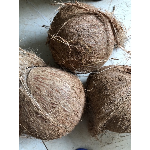 Quả dừa già cùi dày, vỏ mỏng thơm ngon