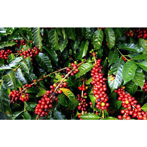 Cà phê Nguyên Chất Cẩm Tuấn ĐẶC BIỆT mix hai dòng Arabica - Robusta hương thơm quyến rũ, say mê gói 500g | BigBuy360 - bigbuy360.vn