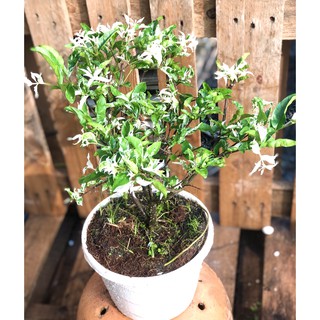 Chậu Mai Chiếu Thuỷ cẩm thạch