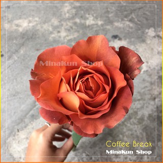 Hoa hồng ngoại siêu hot Coffee Break Wedding - MinaKun Shop