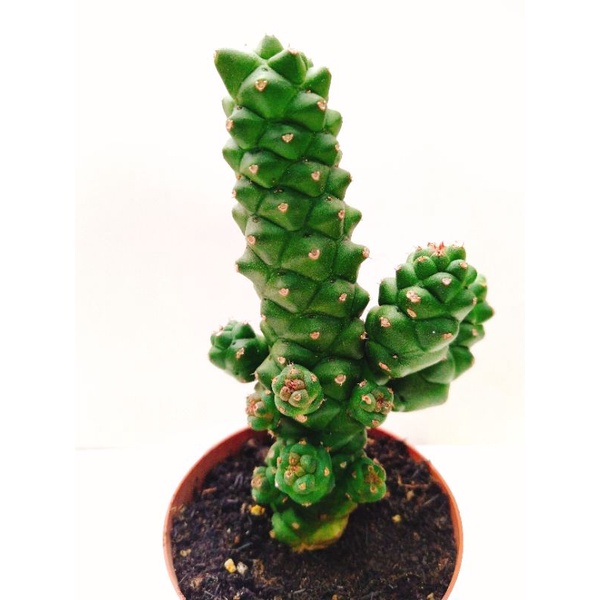 Xương rồng euphoria