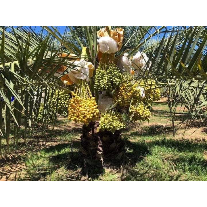 Cây Chà Là Barhee