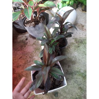 cây huyết dụ cao hơn 20cm