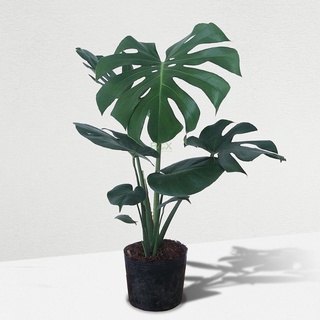 CÂY TRẦU BÀ LÁ XẼ NAM MỸ (MONSTERA)