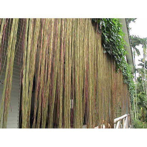 Hạt Giống Cây dây leo Dây liêm hồ đằng, dây tơ hồng thái 10 hạt TÊT SALE ĐỒNG GIÁ SHOP MỚI