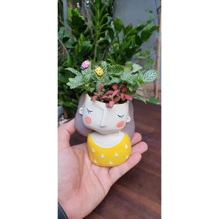 Chậu Cẩm Nhung Hình Người Tặng Kèm Phân Bón