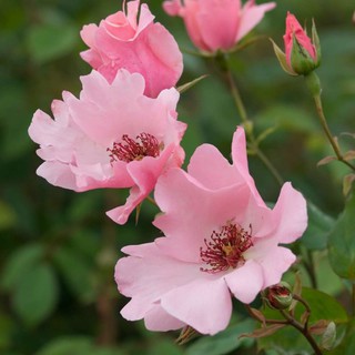 hoa hồng cánh đơn- giống mới