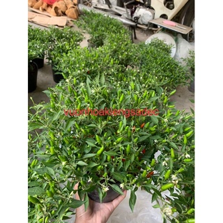 Cây ớt hiểm + Tặng kèm phân bón cho cây