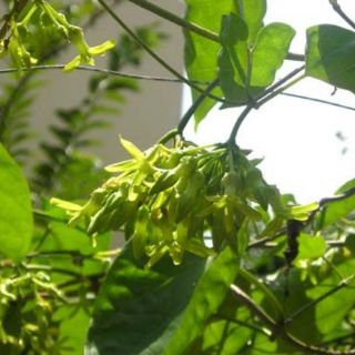 Cây giống Thiên  lí Siêu Hoa