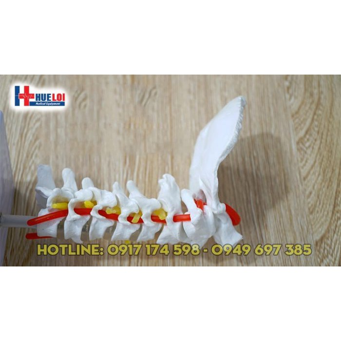 Mô hình giải phẫu cột sống cổ - mô hình xương cổ