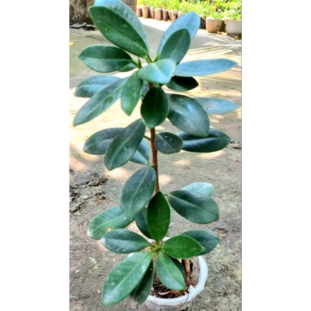 Cây cảnh văn phòng
