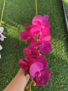 HOA LAN HỒ ĐIỆP 9 BÔNG