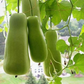 BẦU BỐN MÙA THÁI LAN