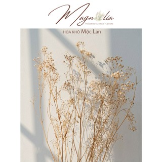 Hoa khô deccor 🍁FREESHIP🍁 Hoa khô Stardust Gypsophilia trang trí tiệc cưới vintage
