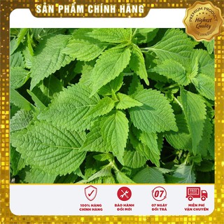 Hạt giống Kinh giới