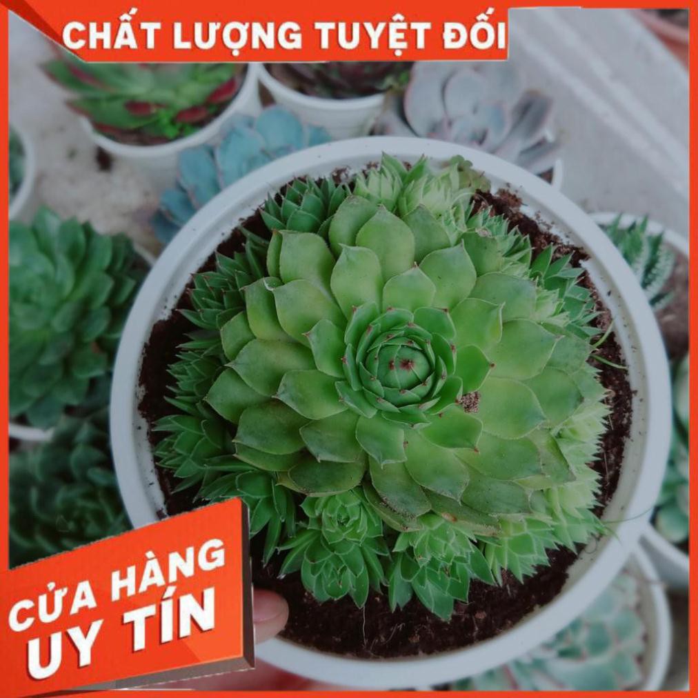 Sen đá phật bà size đại Nhiều Người Mua