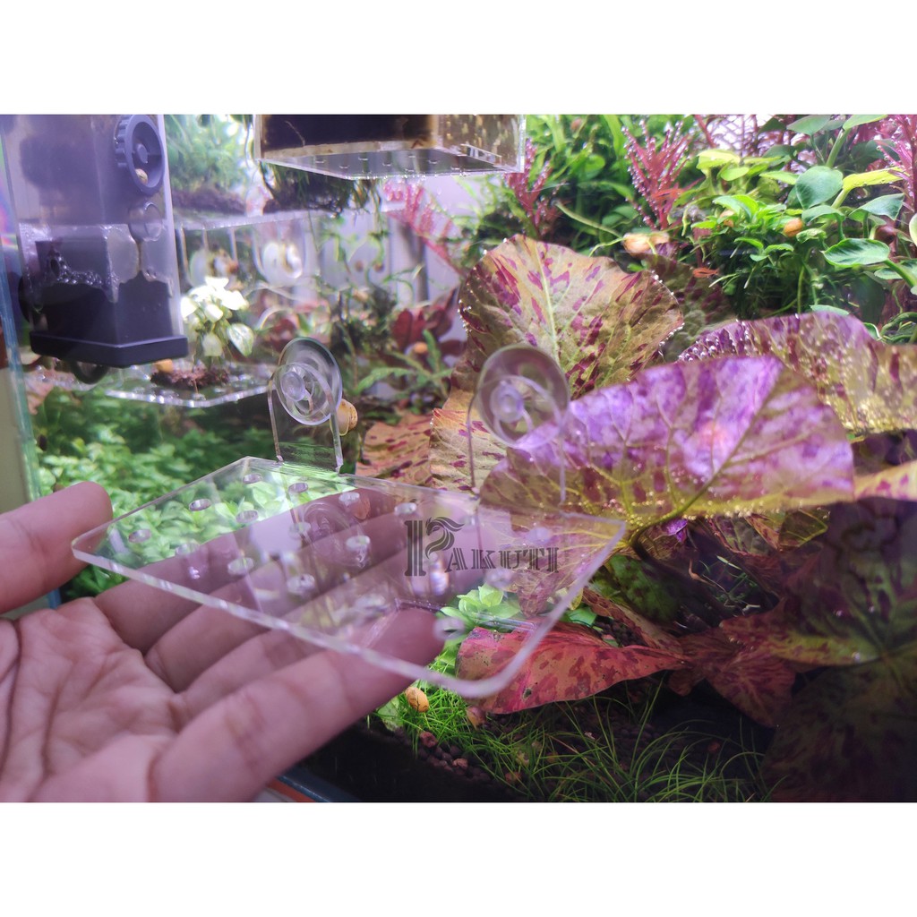 Giá thể hít kính mica show cây bucep cho hồ thủy sinh