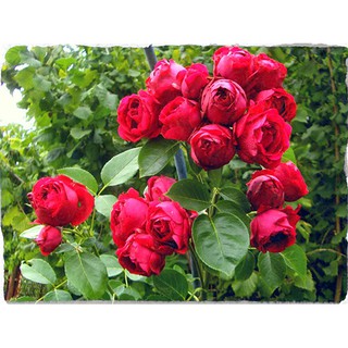 Combo 3 hoa hồng leo Red eden (tặng phân bon và kích rễ)