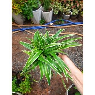 Cây cỏ lan chi (chỉ giao hỏa tốc HCM)