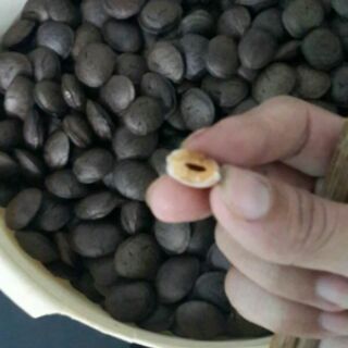 Hạt sachi phơi khô - chưa rang sấy 1000g