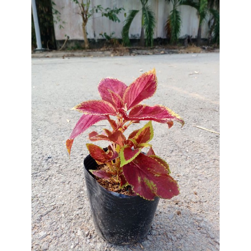 Cây lá gấm, lá gấm, cây gấm màu, cây tía tô cảnh, Coleus blumei Benth