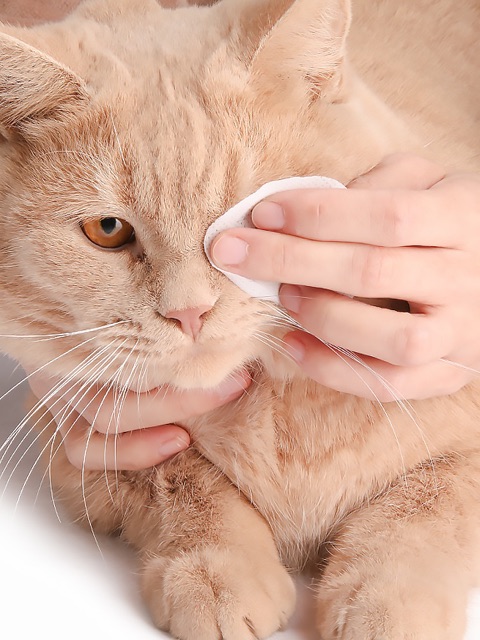 Lau vết ố mắt tai chó mèo dịu nhẹ 120 miếng, bông khăn giấy lau vệ sinh cún mèo Con Mèo Xiêm