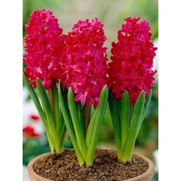 Củ giống hoa tiên ông hoa màu đỏ _dạ lan hương __ 1 củ