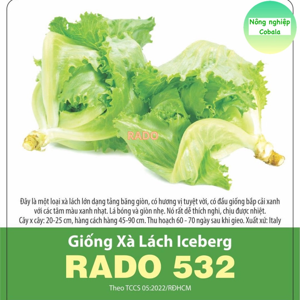 Hạt Giống Xà Lách Icebeg (532) 2gr