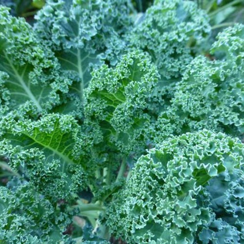 Hạt giống Cải lá Xoăn xanh Kale