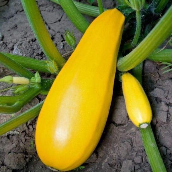 HẠT GIỐNG BÍ NGÒI VÀNG F1-01 - GÓI 2 GRAM