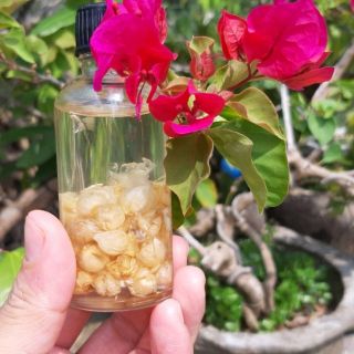 Tinh dầu Tràm ngâm Hoa Nén