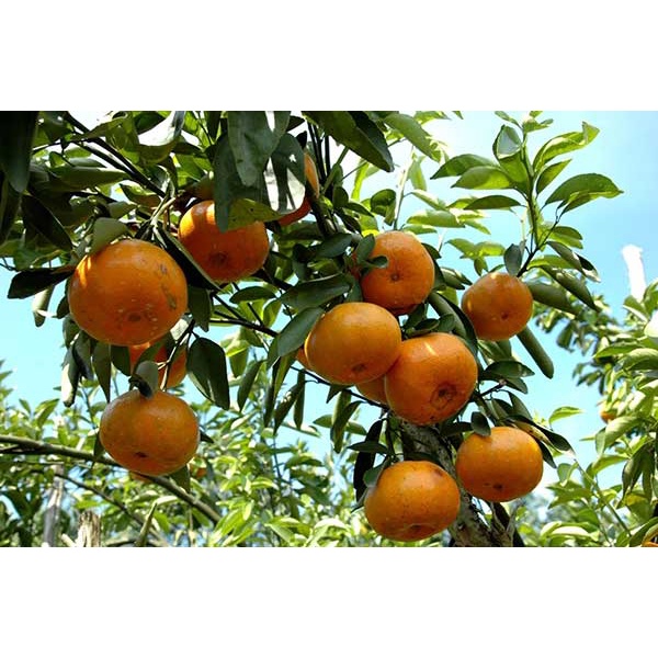 CÂY GIỐNG QUÝT ĐƯỜNG THÁI LAN KHÔNG HẠT.