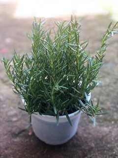 Cây Hương Thảo