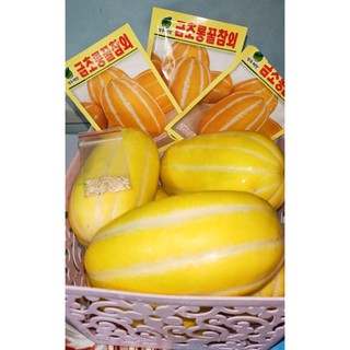 Combo 20 hạt giống dưa lê hàn quốc