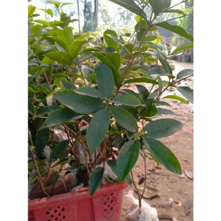 CÂY GIỐNG MỘC HƯƠNG