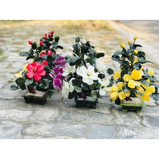 Cây hoa đá phong thuỷ 25cm
