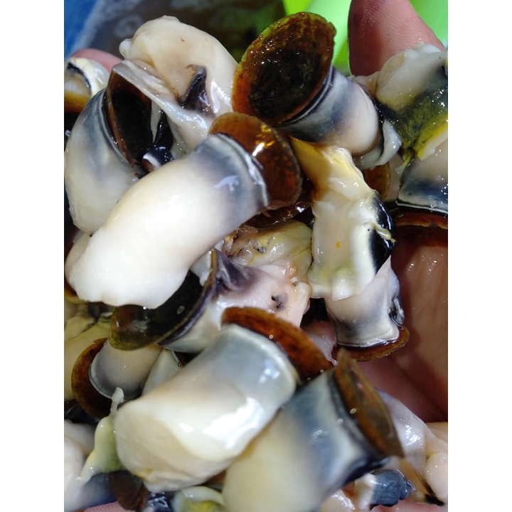 HÀU ĐIẾU BIỂN, ĐÓNG KHAY 1KG, CAM KẾT ĐỔI TRẢ TẬN NƠI NẾU KHÔNG NHƯ QC.