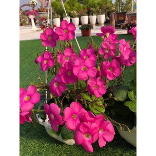 oxalis ,2 củ hoa bướm đêm,bướm  xanh , cỏ 3 lá, chua me
