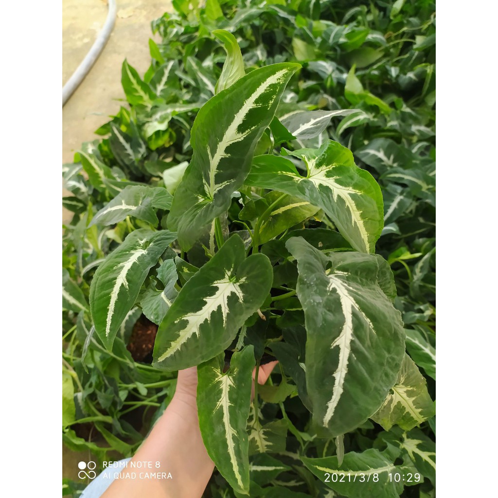 Cây Trầu Bà Nhung Sọc Trắng