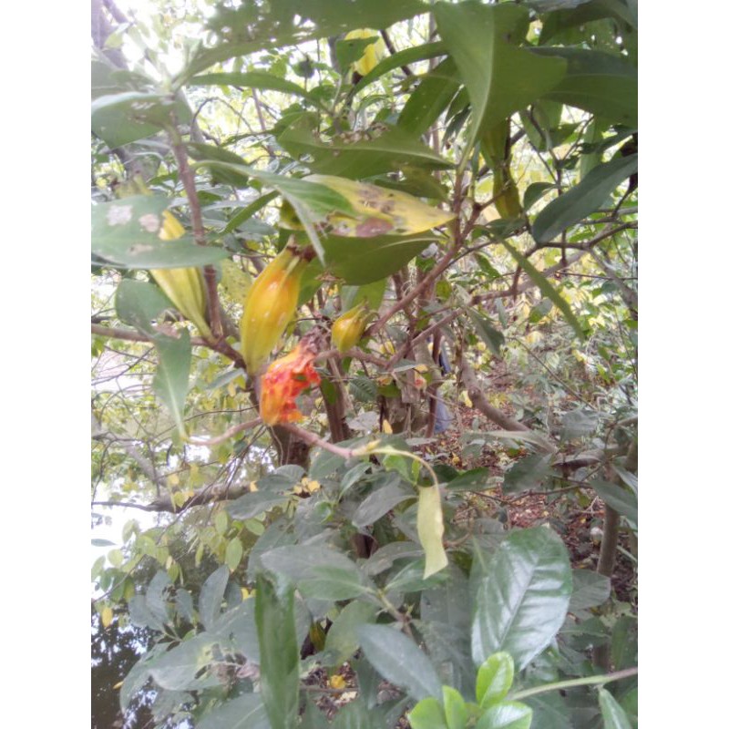 cây dành dành nhỏ