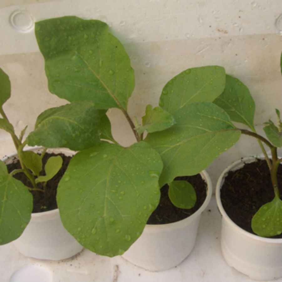 Hạt giống cà pháo xanh năng suất cao