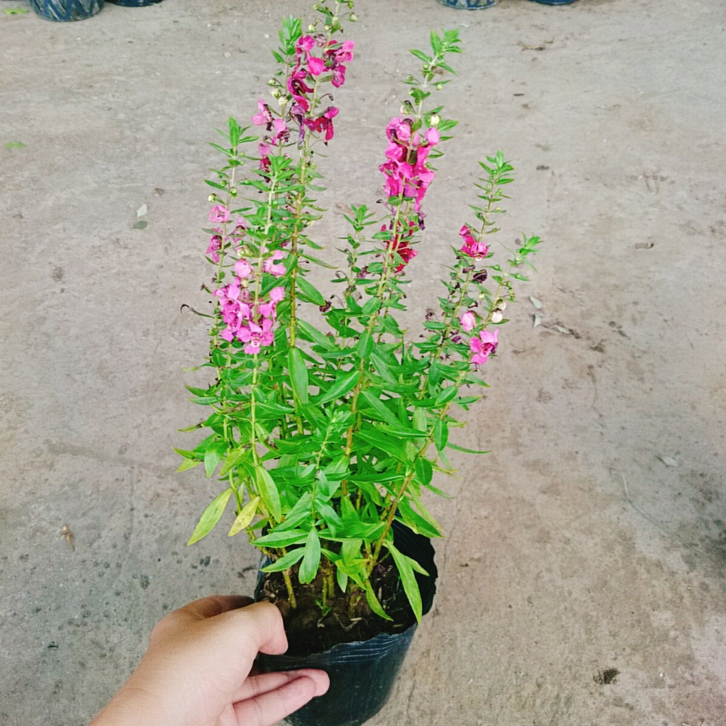 Cây Hoa Phi Yến - cây cảnh đẹp - caykiengsadec