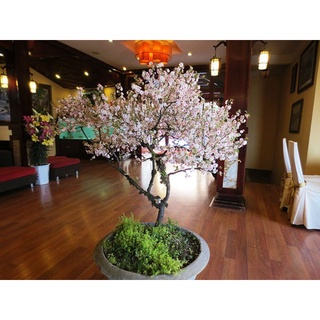 HOA MAI TRẮNG ( nhất chi mai) - BẦU CÂY LỚN