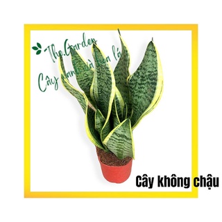 Cây Lưỡi Hổ cao chậu nhựa