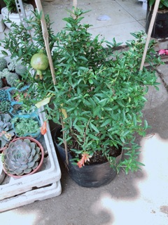 Chậu cây lựu