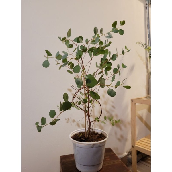 Cây Khuynh diệp Lá tim - EUCALYPTUS HEART-LEAF