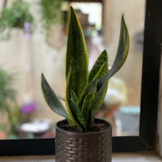 Lưỡi hổ viền vàng để bàn kèm chậu sứ