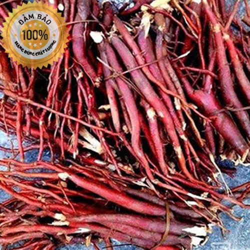 Sâm cau đỏ - Rừng Tây bắc