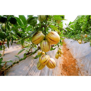 GÓI 20 HẠT GIỐNG DƯA HẤU PEPINO