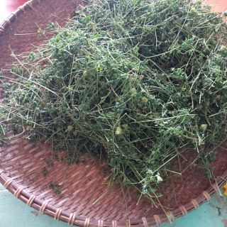 Lá tắm chữa rôm sảy mụn nhọt chàm sữa hăm da